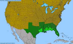 Image result for Tragia shirensis