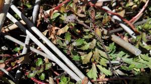 Image result for Laurembergia repens