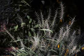 Image result for Sporobolus agrostoides