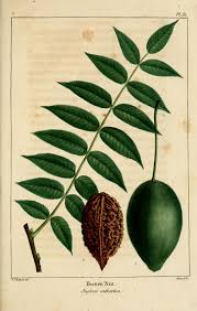 Butternut Tree Growing Guide Plant Painting Plants Vintage Botanical