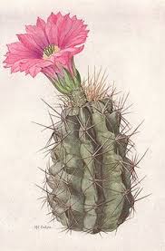 Bahía kino is a town in the mexican state of sonora, hermosillo (municipality), on the sea of cortez (gulf of california); That Tattoo With The Cacti Growing Out Of My Butt Crack Is Apparently No Longer Cool