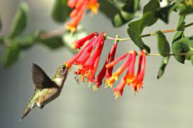It blooms all summer long, even during the hottest weather, with large clusters of starry blooms that attract butterflies by the dozens as well as hummingbirds. Garden Plants To Attract Hummingbirds Lovetoknow