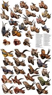 Image result for Cydia cornucopiae