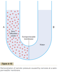 Atoms can form ionic or covalent bonds with one another. Diffusion