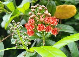 Image result for Combretum constrictum