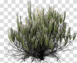 Green Leafed Plant Desert Shrub Plant Desert Transparent Background Png Clipart Plants Desert Plants Pink Flowering Trees