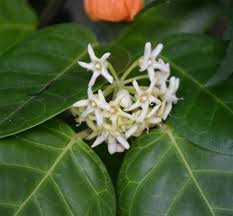 Image result for Marsdenia