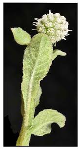 Image result for Sphaeranthus africanus