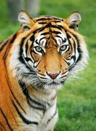 Endangered Species Tiger Pictures Tiger Animals