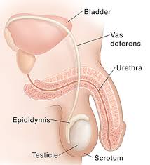 Male groin diagram wiring diagram online. What Are Epididymitis And Orchitis
