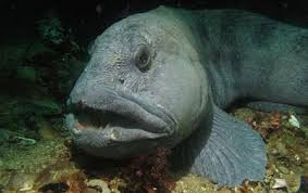 Wolf Fish Di 2020 Makhluk Laut Dalam Ikan Wolf