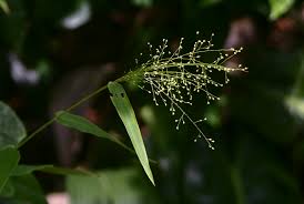 Image result for Isachne mauritiana