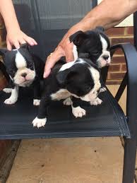 He was born the day that we picked up his momma in louisiana and brought them to texas! Adorable Boston Terrier Puppies Dublin For Sale Ohio Columbus Pets Dogs