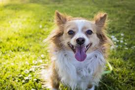 She shares how she became a veterinarian, as well as insights on how veterinary education can be improved. Metronidazole For Dogs What You Need To Know Animalbiome