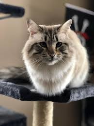 He is a moderate shedder which makes him safe for people with pet allergies. Lynx Point Siamese Maine Coon Mix Cats