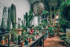 Are you going to watch it? A Comprehensive Guide For Plant Lovers In Berlin Iheartberlin De