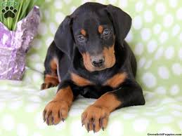 Black And Tan Doberman Puppies For Sale Pin By Destin Miller On Doberman Doberman Pinscher Puppy Miniature Doberman Pinscher Doberman Mix