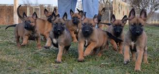 The excitement a new puppy brings to your home is nearly unforgettable. Belgian Malinois For Sale Florida Petfinder