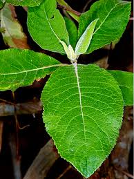 Image result for Vernonanthura