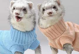 Imgur Com Funny Ferrets Cute Animals Ferrets In Sweaters