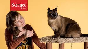 In my city lives to more than 5,000 feral cats. Cats Rival Dogs On Many Tests Of Social Smarts But Is Anyone Brave Enough To Study Them Science Aaas