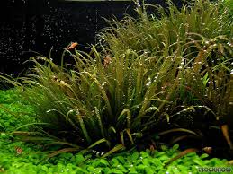 Image result for Blyxa