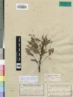 Image result for Cryptosepalum exfoliatum