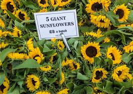 Maybe you would like to learn more about one of these? Visiting Columbia Road Flower Market