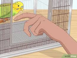 الاعتناء بالببغاء Wikihow