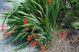 Deer have eaten most of my crocosmia 'lucifer' blooms. Landscape Plants Rated By Deer Resistance Rutgers Njaes