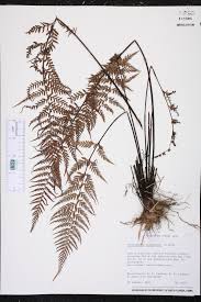 Image result for Pityrogramma aurantiaca