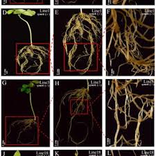Image result for Aeschynomene pawekiae