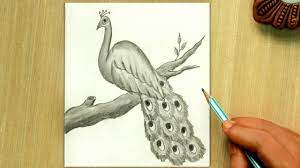 Find the perfect peacock drawing stock photos and editorial news pictures from getty images. Peacock Drawing Simple Peacock Pencil Sketch Drawing Easy Youtube