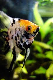 Check spelling or type a new query. White Black Orange Aquarium Fish Free Image Peakpx