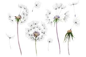 6 scattered/floating dandelion seeds jpg overlays. Bouquet Rainbow Dandelion Watercolor Png Graphic By Mystocks Creative Fabrica Watercolor Graphic Dandelion Creative Illustration