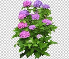 Depending on the type of species that you have in your garden, the blooming period is going to vary. Climbing Hydrangea Houseplant Flower Garden Png Clipart Annual Plant Box Cornales Flower Flower Garden Free Png