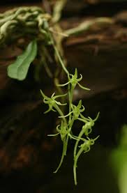 Image result for Mystacidium tanganyikense