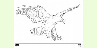 Go print and go coloring ! Golden Eagle Colouring Sheet Colouring Sheets