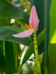 Image result for Musa ornata