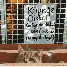 kedi veya kopek fobiniz var mi funny sherlock gulunc resimler komik seyler