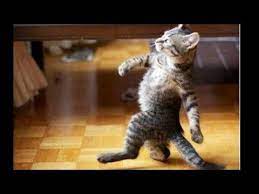 قطط مضحكة funny cats youtube funny animal pictures cats animal pictures