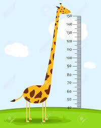 meter wall or baby scale of growth with giraffe on the grass