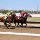 GREAT FALLS TURF CLUB "LIVE" HORSE RACING