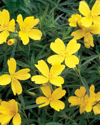 This one has small, bright yellow flowers on low growing dark green foliage. 480 Flowers Primroses Oenothera Primula Ideas Primula Primroses Plants