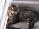 Kitty Cat Meow: Tabby Longhair - Longhaired Cats