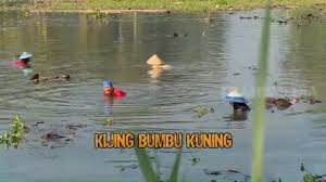 / 1 kg kijing / kerang air tawar rendam terlebih dahulu selama 3 sampai 4 jam, kemudian cuci bersih dan tiriskan bumbu. Download Kijing Mp4 Mp3 3gp Naijagreenmovies Fzmovies Netnaija