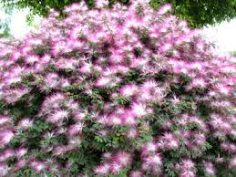 Image result for Calliandra tweedii