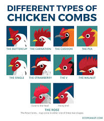 Wyandotte chicken varieties share the same temperament. Wyandotte Chickens Are They Right For Your Flock