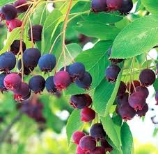 Image result for indiánská borůvka obrázek