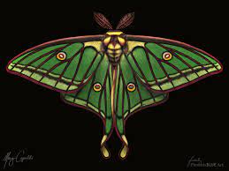 We did not find results for: Spanish Moon Moth Graellsia Isabellae Weasyl